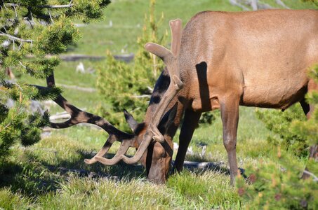 Animal wildlife nature