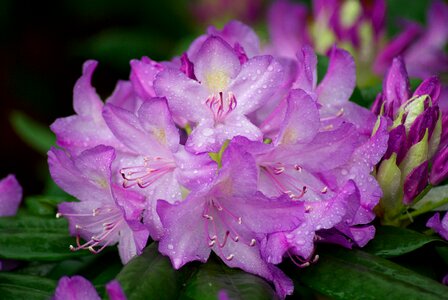 Rhododendron petals garden photo