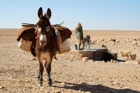 Desert tunisia shepherds photo