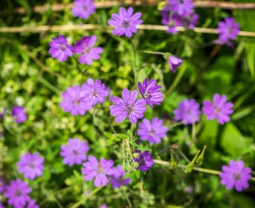 Beautiful Flowers bloom blooming photo