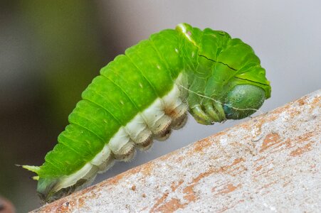 Larva bug metamorphosis photo