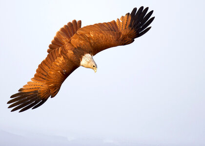 Diving Eagle in Air photo