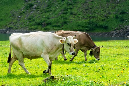 White alpine pasture switzerland photo