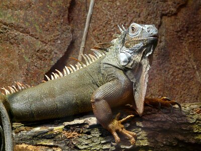 Kaltblut reptile animal photo