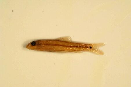 Phenacobius mirabilis