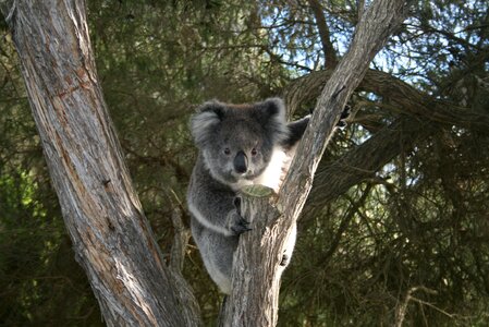 Koala australia cape otway photo