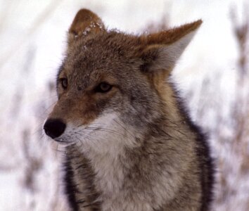 face of coyote photo