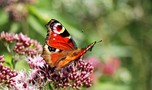 Animal arthropod beautiful flowers