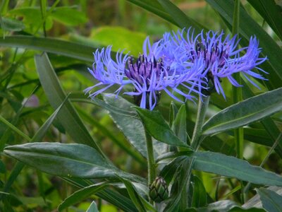 Beautiful Flowers beautiful photo blooming photo