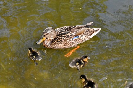 Duckling wildlife duck