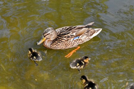 Duckling wildlife duck photo