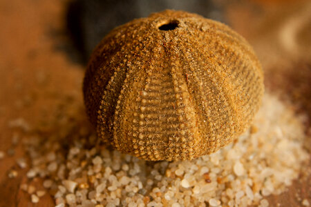 Sea Objects Sand photo