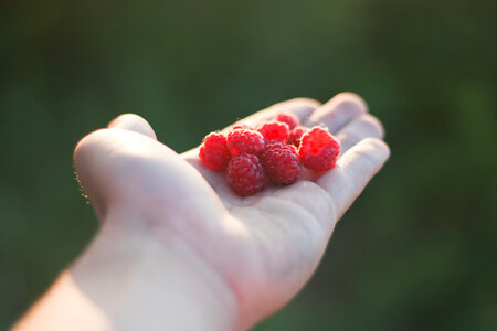Raspberry photo