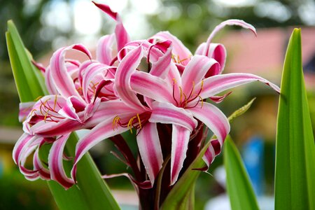 Flower nature summer