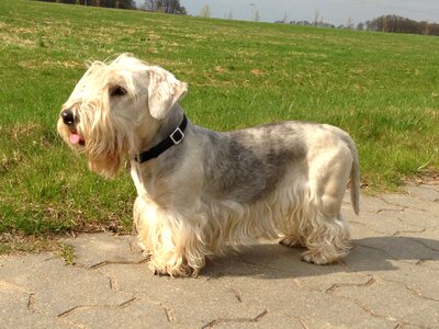 Bohemian terrier dog meadow