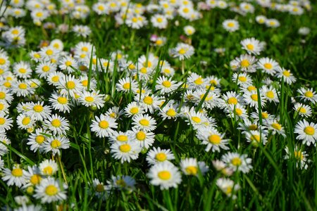 Bloom white bellis philosophy photo