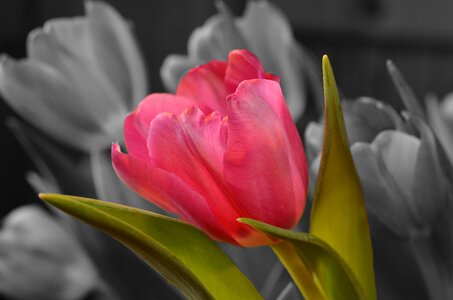 Flower tulip pink photo