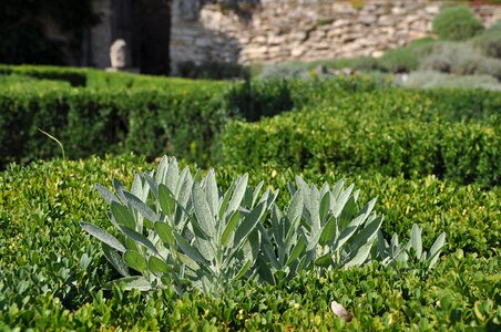 Plant plants nature