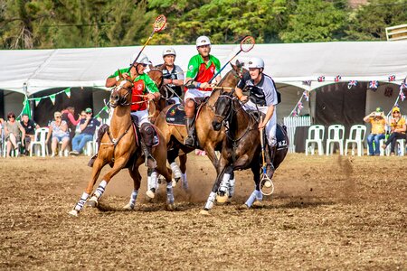 Polo animal competition