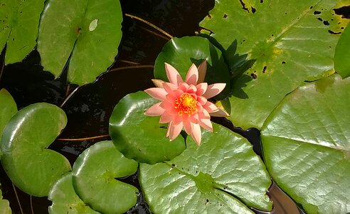 Aquatic beautiful flowers biology photo