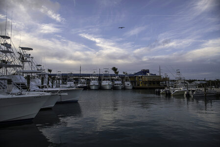 Boats at the Harbor with pelican in the air photo