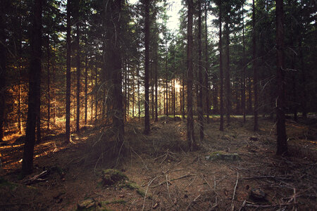 Swedish Coniferous Forest photo