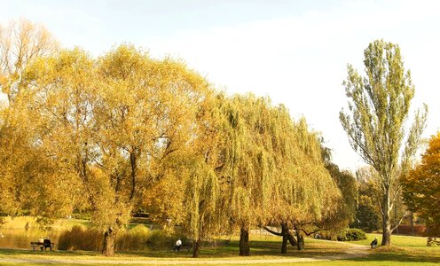Autumn autumn season garden