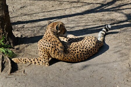 Leopard safari predator photo