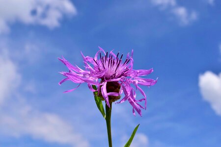 Beautiful Flowers beautiful image beautiful photo
