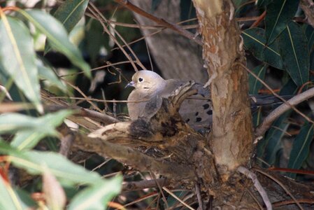 Angel bird dove photo