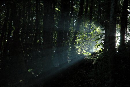 Light beam forest trees photo