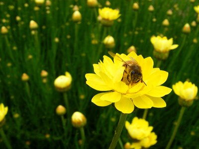 Paper bee flowers photo