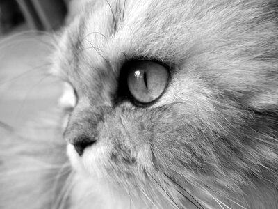 Adorable animal black and white
