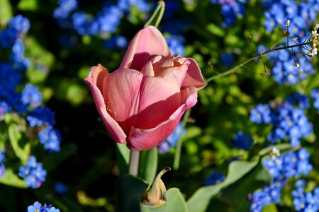 Flower petal tulip photo