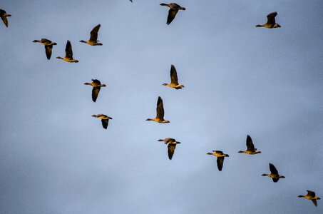 Wild geese migratory birds bird migration