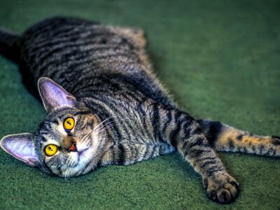Animal cat claw