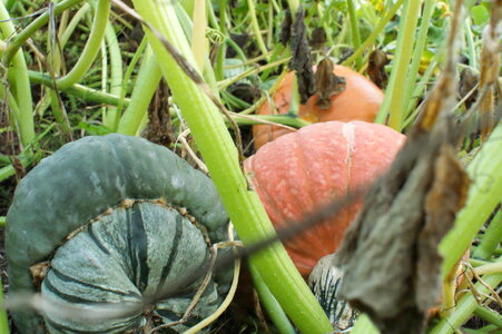 vegetable pumpkin