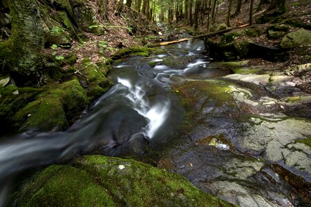 Creek ecology environment photo
