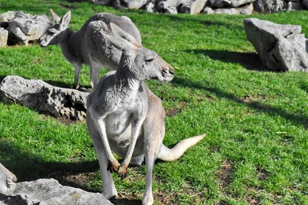 Animals australia kangaroo