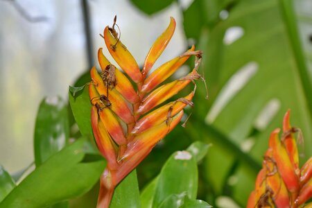 Flower plant garden