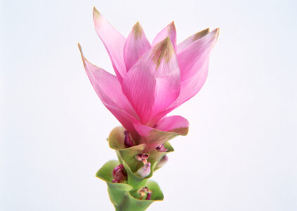 Beautiful lotus photo