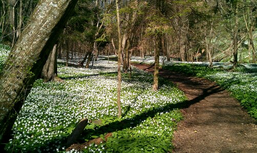 Spring kobbeaen bornholm