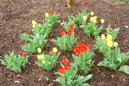 Tulip Flowers