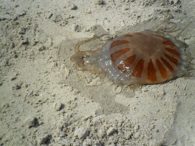 Beach living water dangerous
