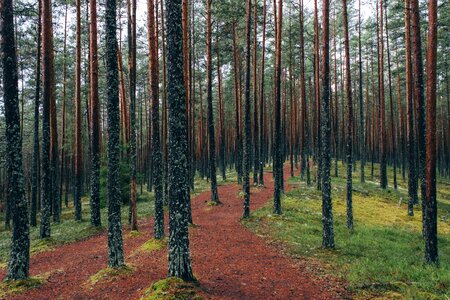 Nature path landscape