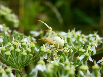 Arachne blossom bloom