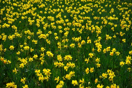 Daffodil field flowers sea of flowers photo