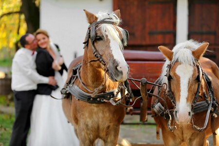 Horses carriage romantic photo