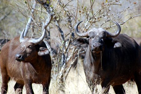 Wildlife safari horns