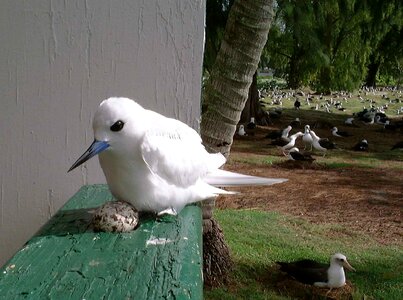 Bird close close-up